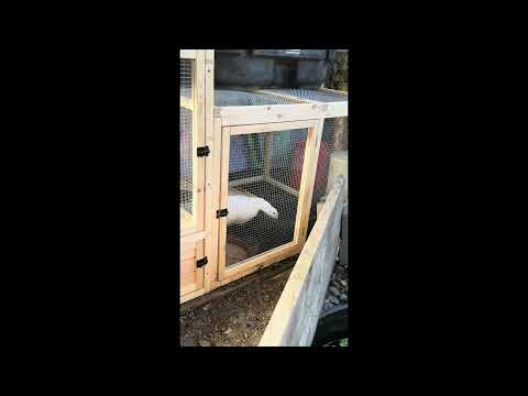 Easy to put together Duck House Easy to put together Duck House