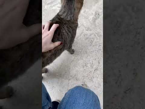 Do you think this Turkish tabby cat wanted more pets?