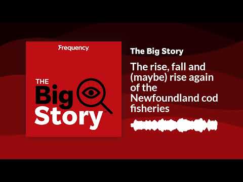 The rise, fall and (maybe) rise again of the Newfoundland cod ...
