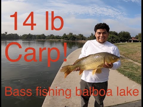 14 ポンドのバルボア湖の大きな鯉