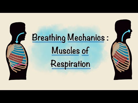 Muscles of Respiration | Breathing Mechanics | Respiratory Physiology