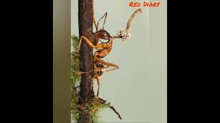 Download lagu #জীবন শেষ #মায়া #ant #jombie fungus #shorts video #YouTube shorts #reddiary parrot mp3