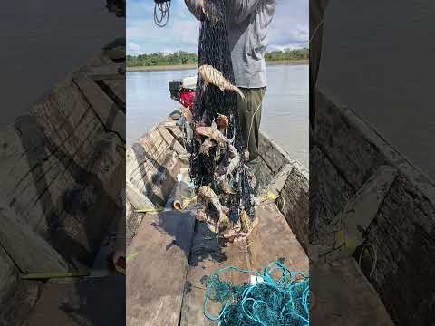 Pesca en el río Ucayali Loreto