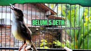 Download lagu CIBLEK SEMI GACOR AMPUH UNTUK PANCINGAN CIBLEK BAHAN DAN MASTERAN CIBLEK MACET SEKETIKA NYAUT mp3