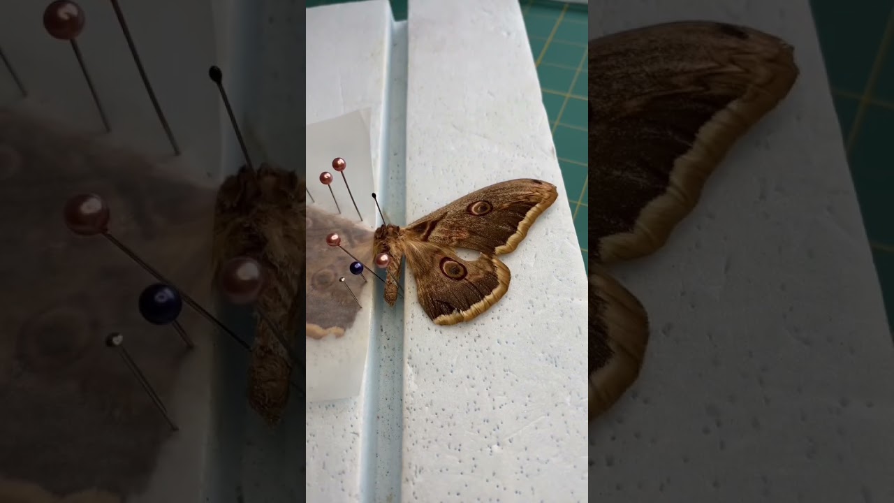 Pinning a dead Giant Peacock Moth #entomology #naturalwonders #ethical #butterfly #insects
