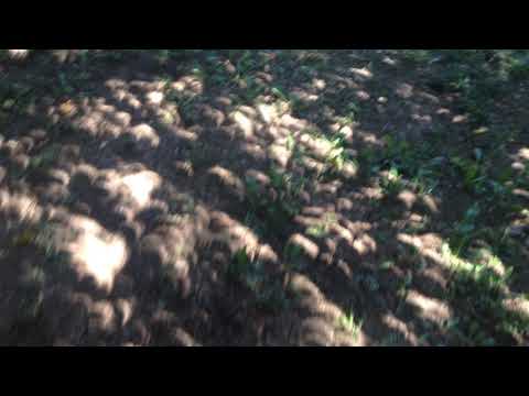 Solar eclipse shadow under the trees