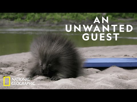 豪豬防寒保暖｜零下的生活 (Porcupine Proofing a Cabin | Life Below Zero)