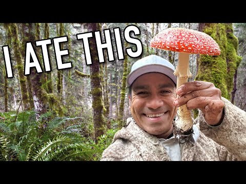 Amanita Muscaria Forage and Cook