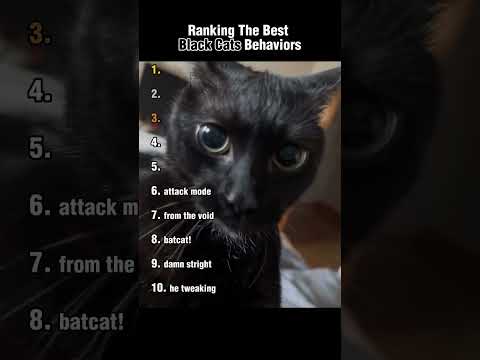 Ranking The Best Black Cat Behaviors