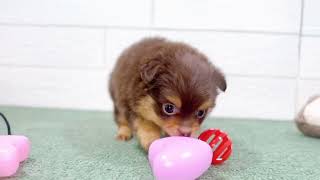 ハーフ犬の動画01