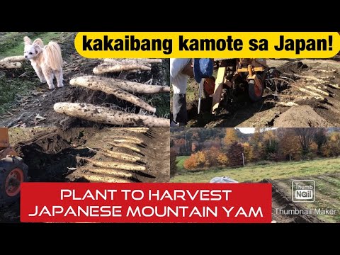 LIFE IN JAPANESE COUNTRYSIDE || PLANT TO HARVEST  JAPANESE MOUNTAIN YAM [長いも] PINAY FARMER IN JAPAN