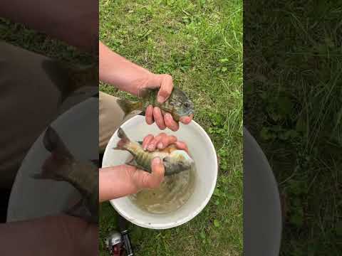 Teepee, pawpaw, bluegill fishing, joy of existence #shorts