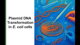 Download lagu How to Transform E. coli Using Plasmid DNA | Bacterial Transformation Protocol mp3 Download lagu How to Transform E. coli Using Plasmid DNA | Bacterial Transformation Protocol mp3