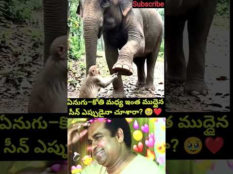 ఏనుగు–కోతి మధ్య ఇంత ముద్దైన సీన్ ఎప్పుడైనా చూశారా? #funny #shorts #viralshorts #youtubeshorts #viral