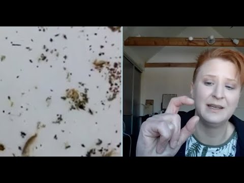 Mördarräkan hittad i svenskt vatten: Den förökar sig snabbt...