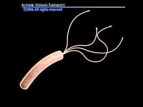 3D Model Helicobacter Pylori Bacteria Review