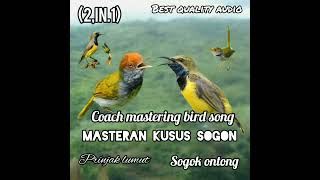 Download lagu suara burung prenjak bawah dan sogon mp3 Download lagu suara burung prenjak bawah dan sogon mp3