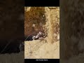 Sahara Silver Ant Ant Shorts