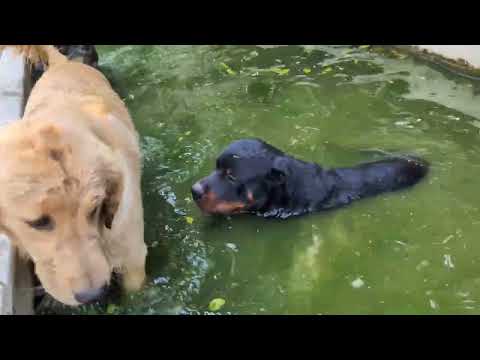 A Dogs Life   Cookie and Betto Playdate with Pepota