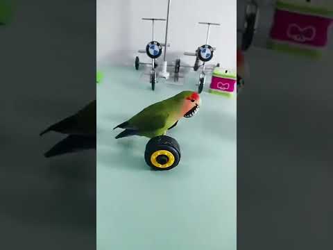 trend Parrot/lovebirds playing #birds #lovebird #shorts #ytshorts