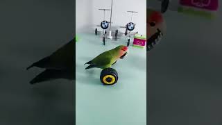 trend Parrot/lovebirds playing #birds #lovebird #shorts #ytshorts