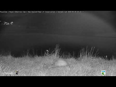 A Little Owl Makes a Surprise Appearance on the #RoyalCam - NZ Dept. of Conservation | Cornell Lab