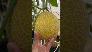 Download lagu Petik Melon Sultan 🤤🤤🤤#youtubeshorts #melon #panen mp3 Download lagu Petik Melon Sultan 🤤🤤🤤#youtubeshorts #melon #panen mp3