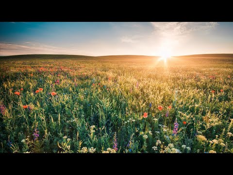 For Everyone - Aldenmark Niklasson feat  Aaron Lo