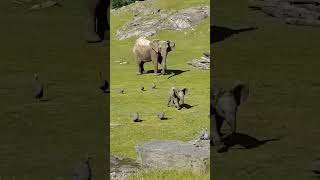 Elefante bebé se cae y corre con su madre #elefante #bebe #animal #naturaleza #viral #animales #cae