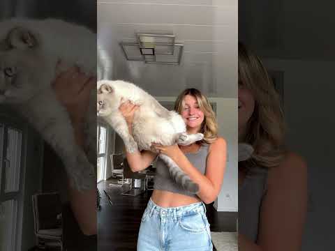 Well, who knows all the names?😸🫶🏻 #catmom #cats #catmama