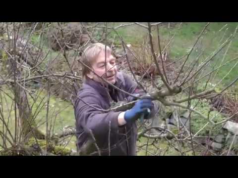 005 Apfelbaum schneiden