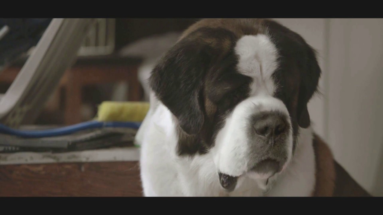 Beethoven's Christmas Adventure - Trailer - Own it on DVD - YouTube