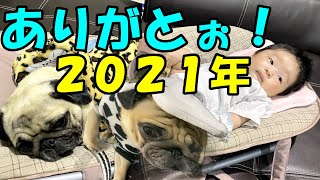 【パグ日記/Vlog】かわいいPugと赤ちゃんの楽しい日常☆ #犬 #dog