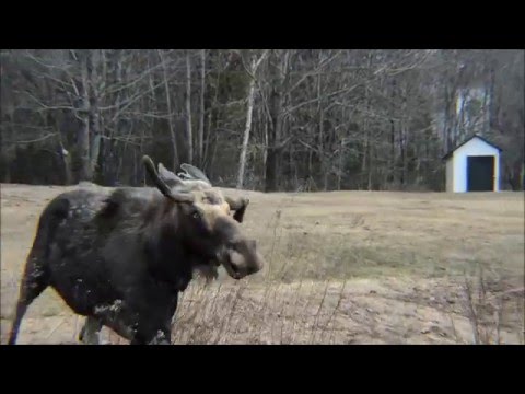 Woodsmen of the North - Rogue Moose