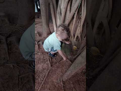 Luiz se Divertindo em uma Gameleira Centenária de Caldas Novas/GO. #Shorts