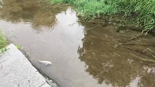 長州どり から揚げテイクアウト専門店 ソレーネ周南 道の駅 山口県下松市