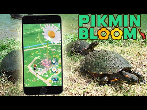 Pikmin Bloom Gameplay & Childhood Memories in Old Neighborhood (FIRST BIG FLOWER) - YouTube