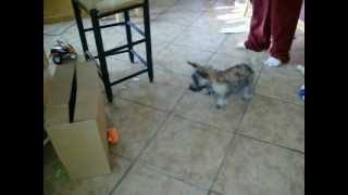 Teddy Pickles Dog Barking At Remote Controlled Car FUNNY!