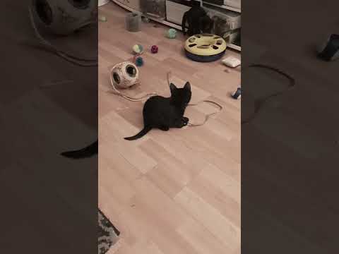 Spielzeug 😀 solange wie 😁