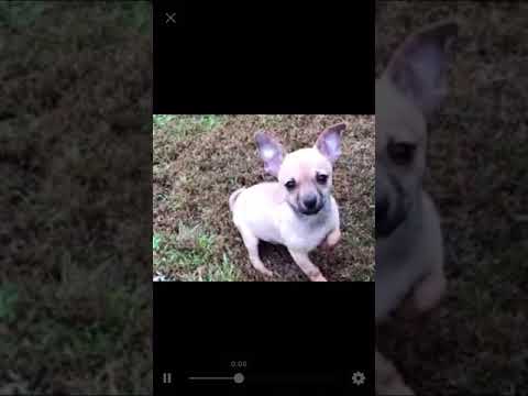 Here’s a sweet video of rambunctious Poncho playing with his brother Toby!!! They have so much fun t
