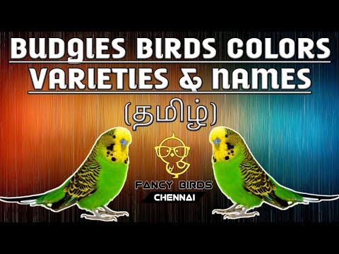 download lagu mp3 mp4 Love Birds Name In Tamil, download lagu Love Birds Name In Tamil gratis, unduh video klip Love Birds Name In Tamil