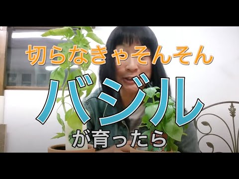 バジルを正しく切る: これが仕組みです 植物