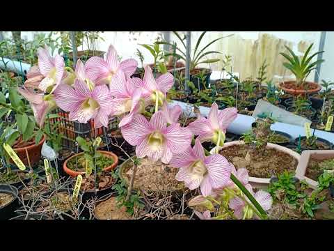 SAU KHI TƯỚI PHÂN BÓN LÁ CÓ CẦN TƯỚI XẢ LẠI KHÔNG