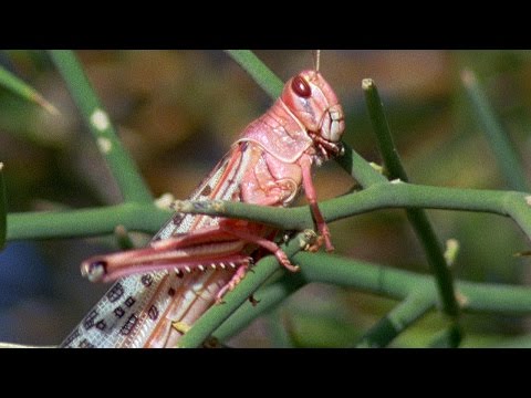 image-What do desert locusts do?