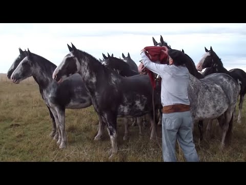 VENDIDA -Tropilla de 10 caballos en total, todos mansos $15000. WWW.LOSEQUINOS.COM