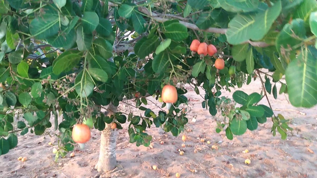 safra de caju 2020 em serra do mel