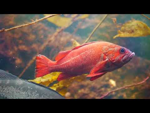 多種多様なケルプの森