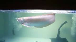 Download lagu Moving Big Silver Arowana To 1100 Gallon Plywood Aquarium mp3 Download lagu Moving Big Silver Arowana To 1100 Gallon Plywood Aquarium mp3
