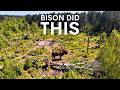 Bison Transformed This Forest Here S How