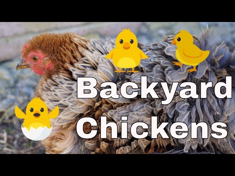 , title : 'Our Backyard Chickens'